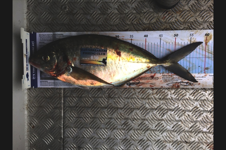 Dan Fisher caught this 50.5cm Trevally at DUrville island during The Export NZ Fishing Competition