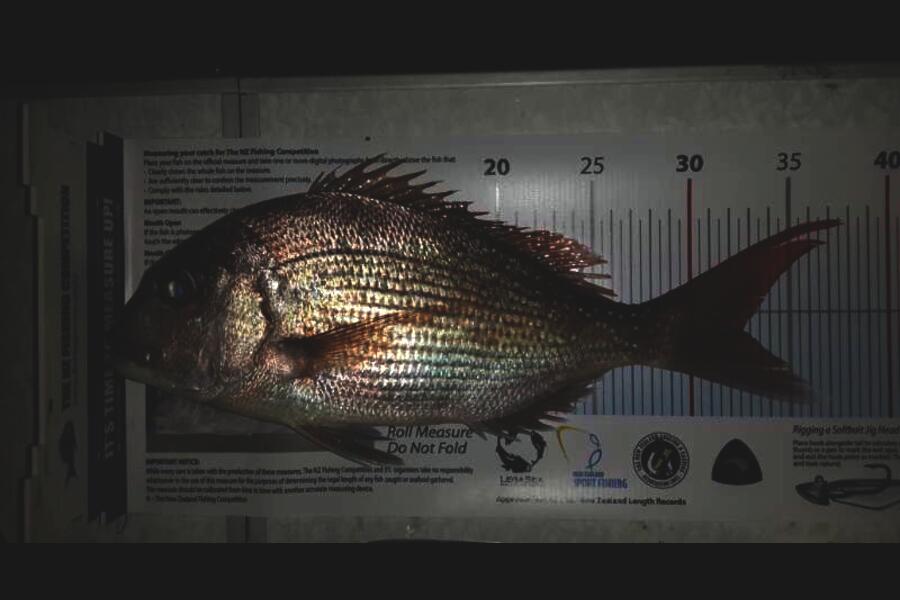 Ross Wingate caught this 32.5cm Snapper at Rangiputa during The Export NZ Fishing Competition