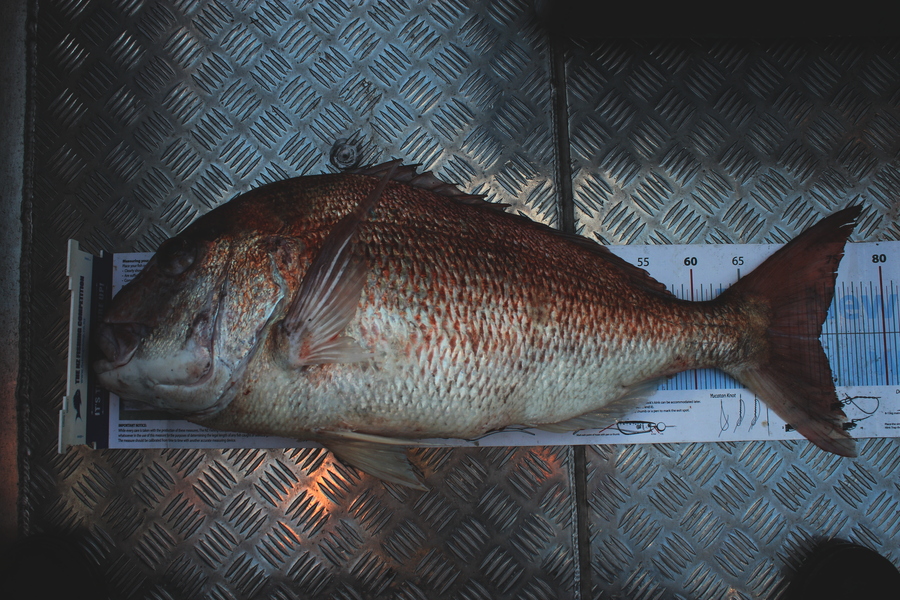 Mark Cotton caught this 73.0cm Snapper at D'Urville Island during The Export NZ Fishing Competition