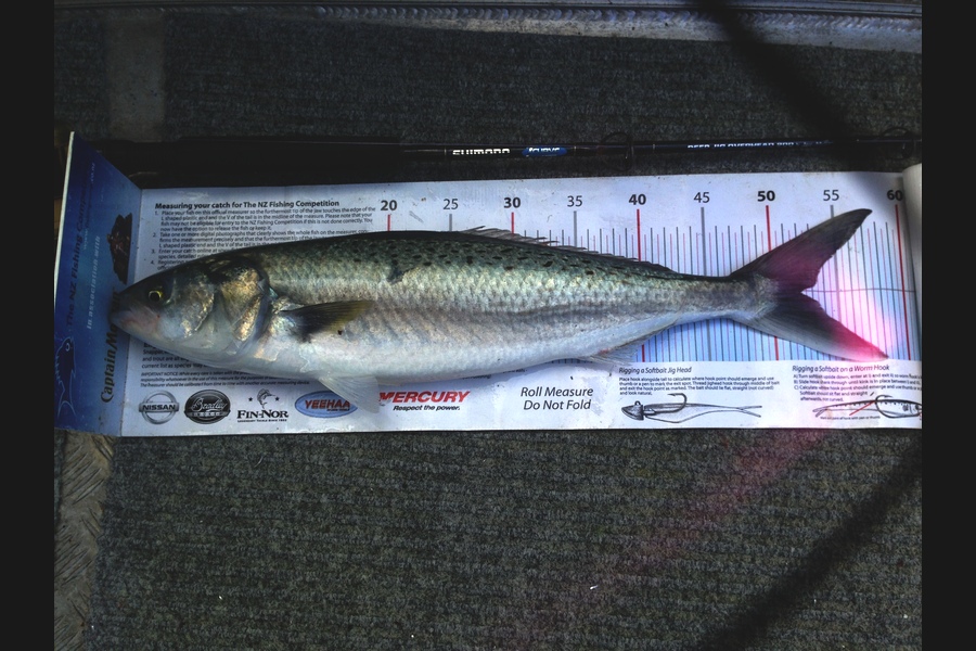 Mike Foothead caught this 51.5cm Kahawai at Raumati  during The Export NZ Fishing Competition