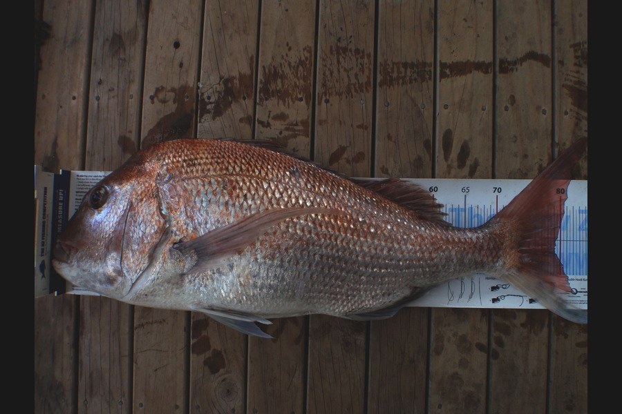 Mick Preston caught this 79.0cm Snapper at Mokau during The Export NZ Fishing Competition