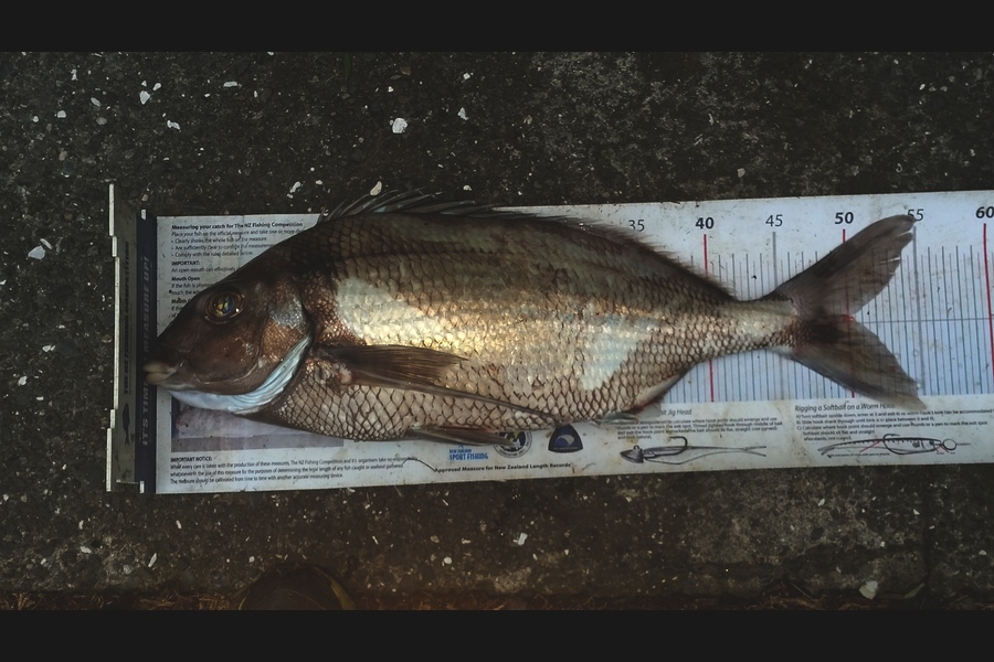 Gavin Henderson caught this 50.0cm Tarakihi at kapiti during The Export NZ Fishing Competition
