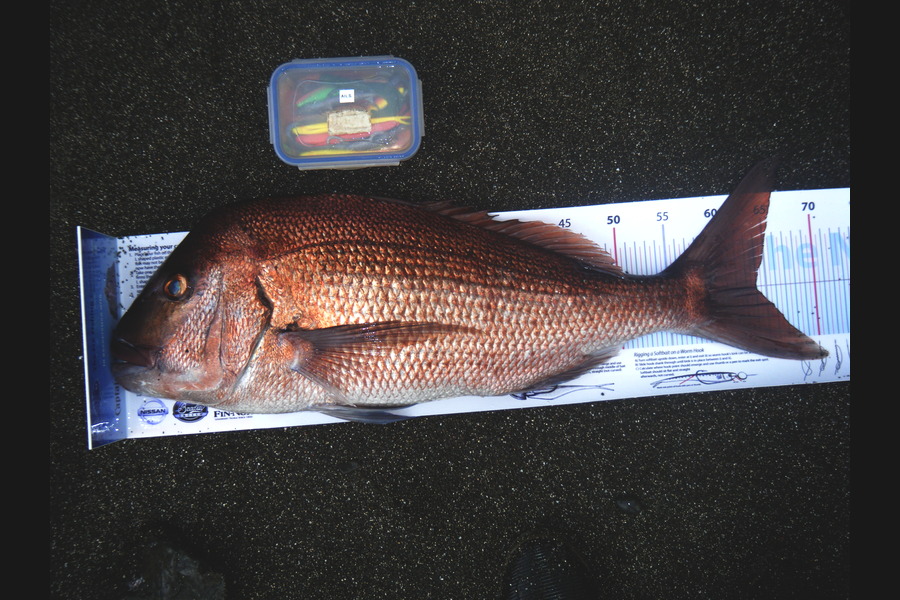 Aileen  Michael caught this 64.0cm Snapper at BOI during The Export NZ Fishing Competition