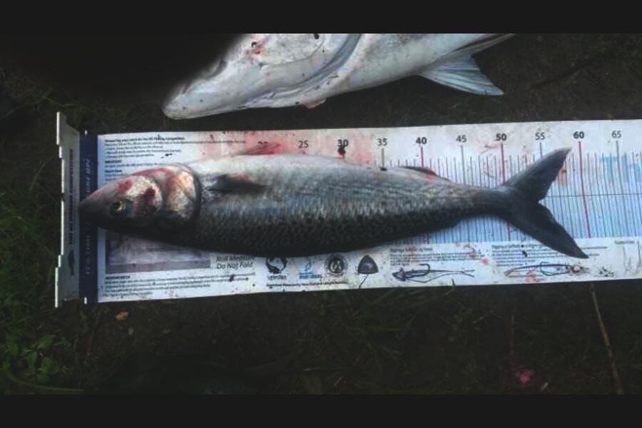 Alastair Cook caught this 54.0cm Kahawai at bream bay during The Export NZ Fishing Competition