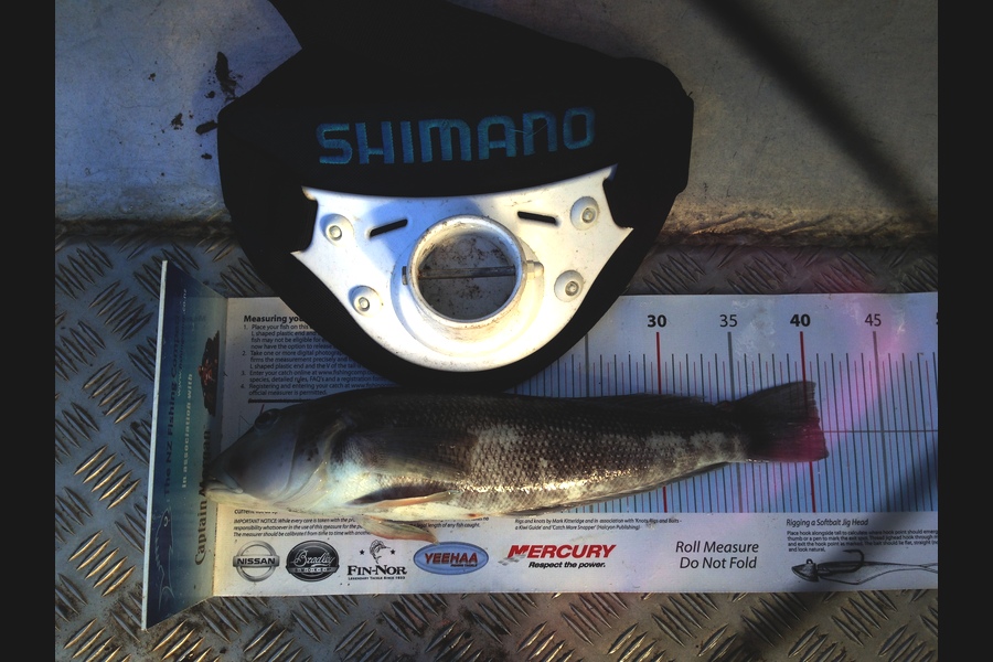 Mike Foothead caught this 40.5cm Blue Cod at Raumati during The Export NZ Fishing Competition