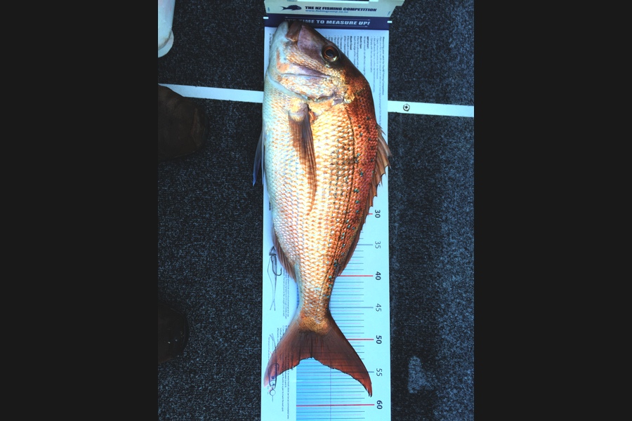 Hilman Solomon caught this 52.5cm Snapper at Motuihe Channel during The Export NZ Fishing Competition