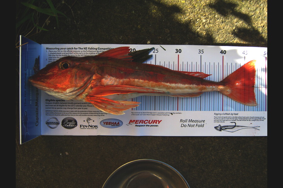 Richard Davies caught this 48.0cm Gurnard at welly sth coast during The Export NZ Fishing Competition