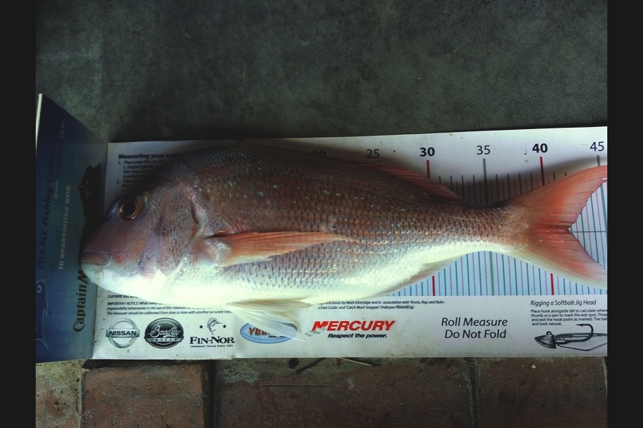 Allan Halvorson caught this 41.5cm Snapper at Bream Bay during The Export NZ Fishing Competition