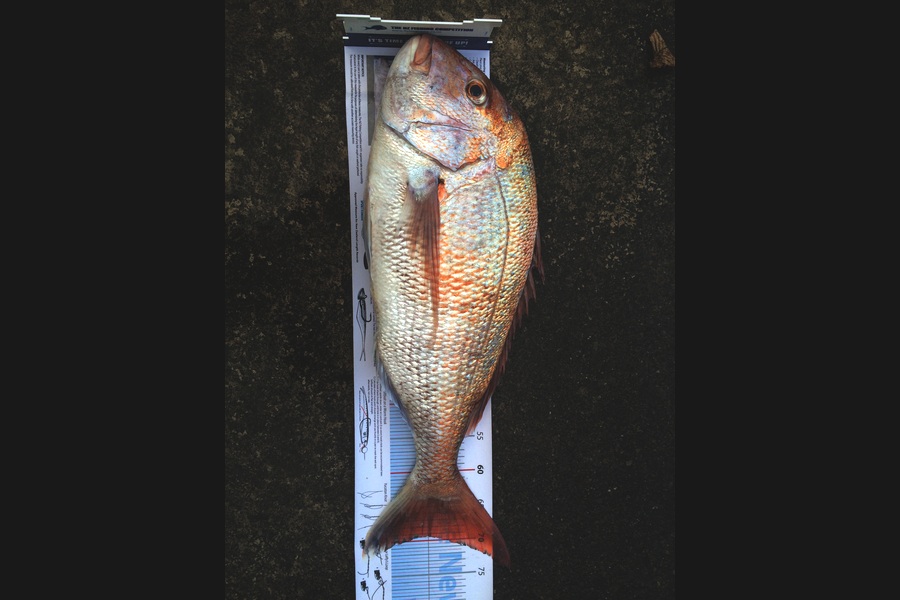 Dave  Duncan caught this 69.0cm Snapper at Kapiti during The Export NZ Fishing Competition