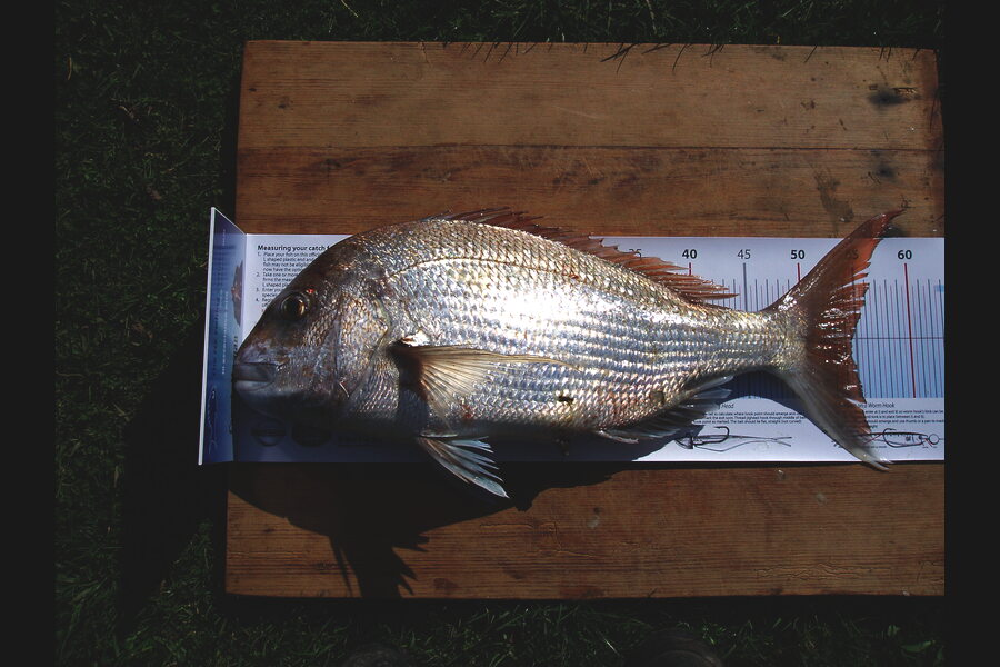 Lynette Ward caught this 54.5cm Snapper at Bottom End of Waiheke during The Export NZ Fishing Competition