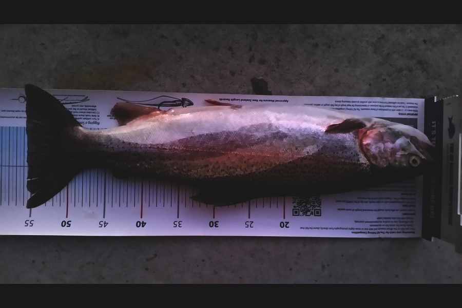 Paul Chin caught this 55.5cm Trout at Lake Rotoiti during The Export NZ Fishing Competition