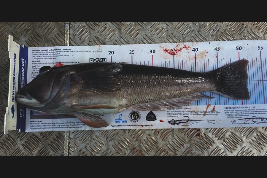 Reid forrest caught this 51.5cm Blue Cod at Durville Island during The Export NZ Fishing Competition