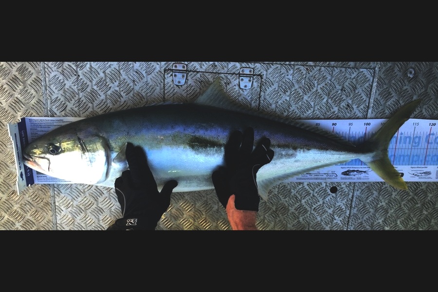 Reid forrest caught this 107.5cm Kingfish at Durville Island during The Export NZ Fishing Competition