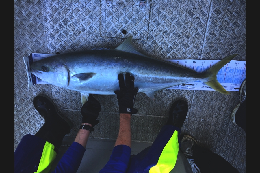 Reid forrest caught this 114.0cm Kingfish at Durville island during The Export NZ Fishing Competition