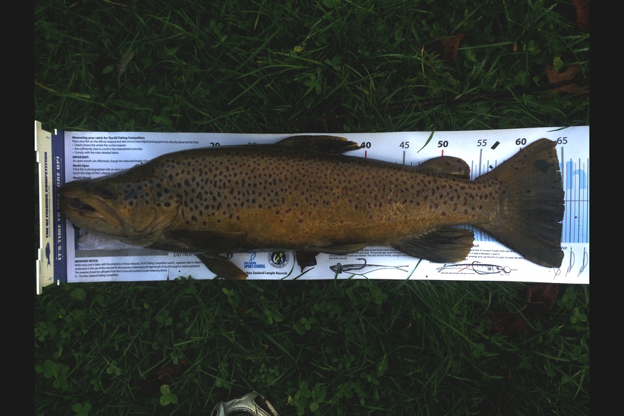 Ian Pedersen caught this 65.0cm Trout at Utuhina Stream BOP during The Export NZ Fishing Competition
