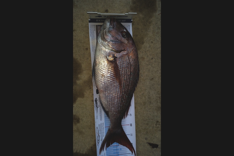 laurie taylor caught this 58.0cm Snapper at New Plymouth  during The Export NZ Fishing Competition
