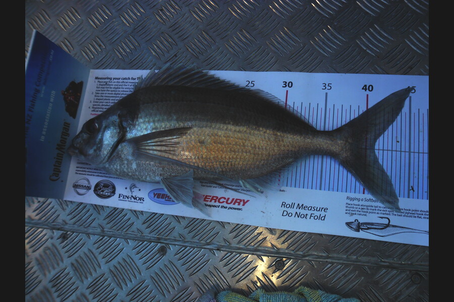 Allan Halvorson caught this 41.0cm Tarakihi at  during The Export NZ Fishing Competition