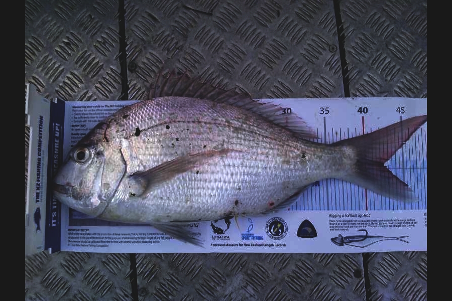 Andrew Froome caught this 42.5cm Snapper at Port Taranaki during The Export NZ Fishing Competition