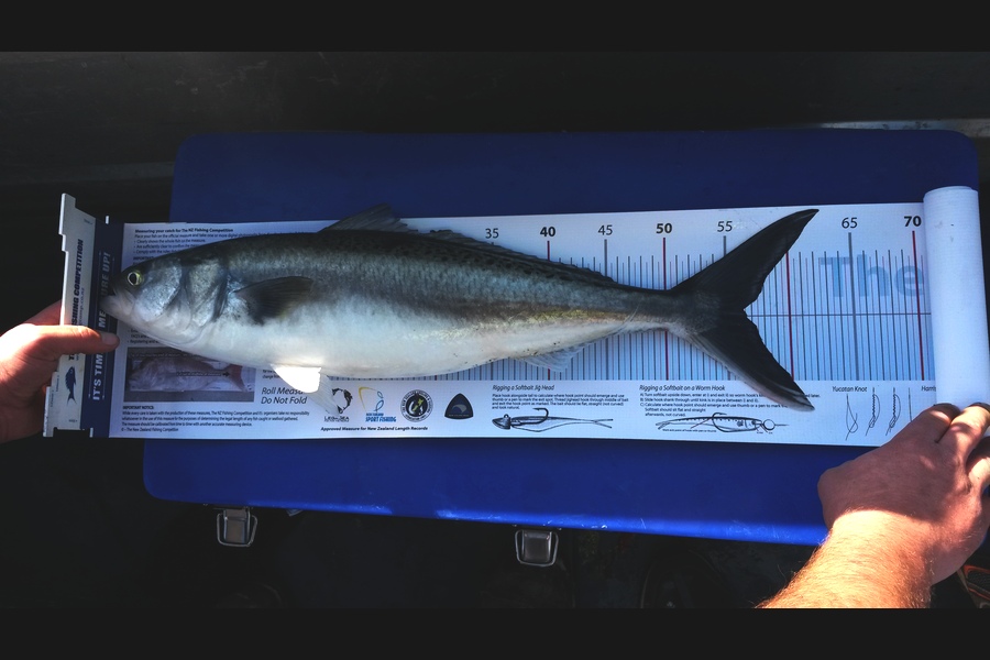 steve Roberts caught this 56.0cm Kahawai at Marlborough Sounds during The Export NZ Fishing Competition