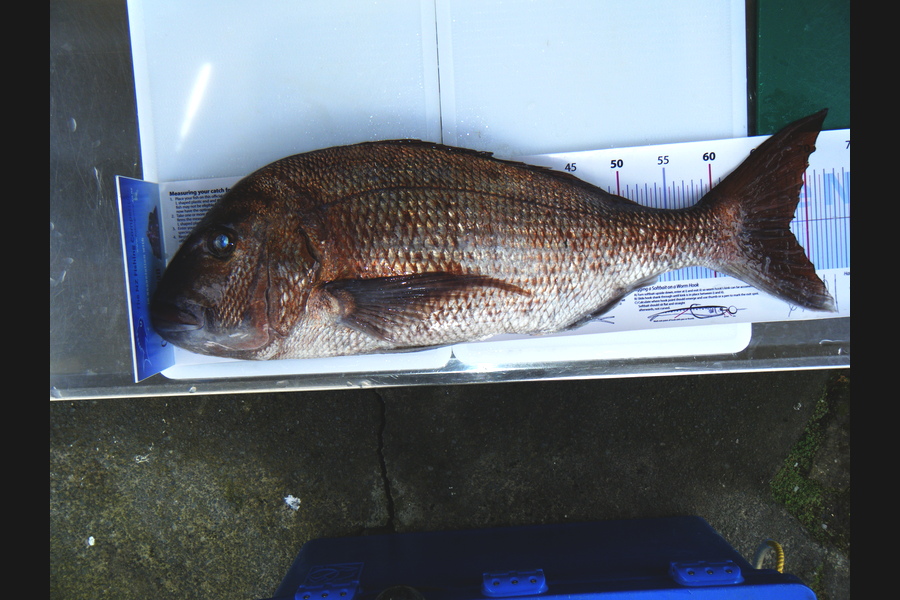 Peter Michael caught this 68.0cm Snapper at Whangarei during The Export NZ Fishing Competition