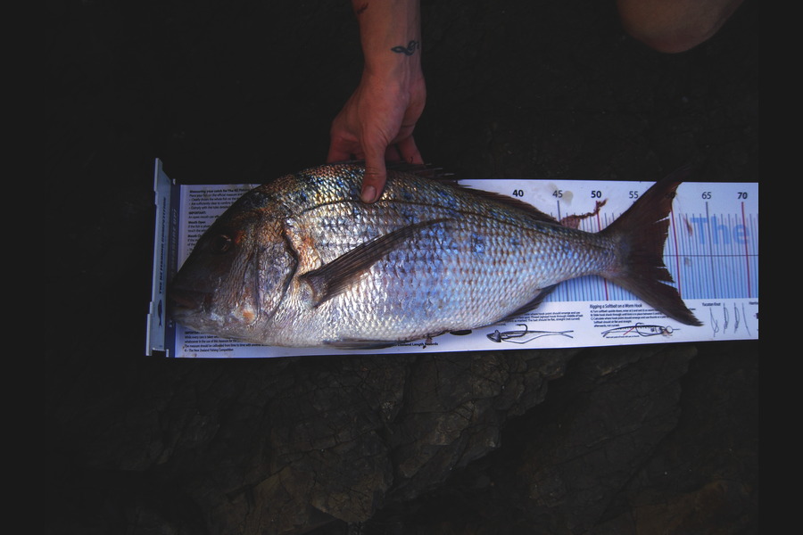 Nick Jones caught this 58.0cm Snapper at Poley Bay Coromandel  during The Export NZ Fishing Competition