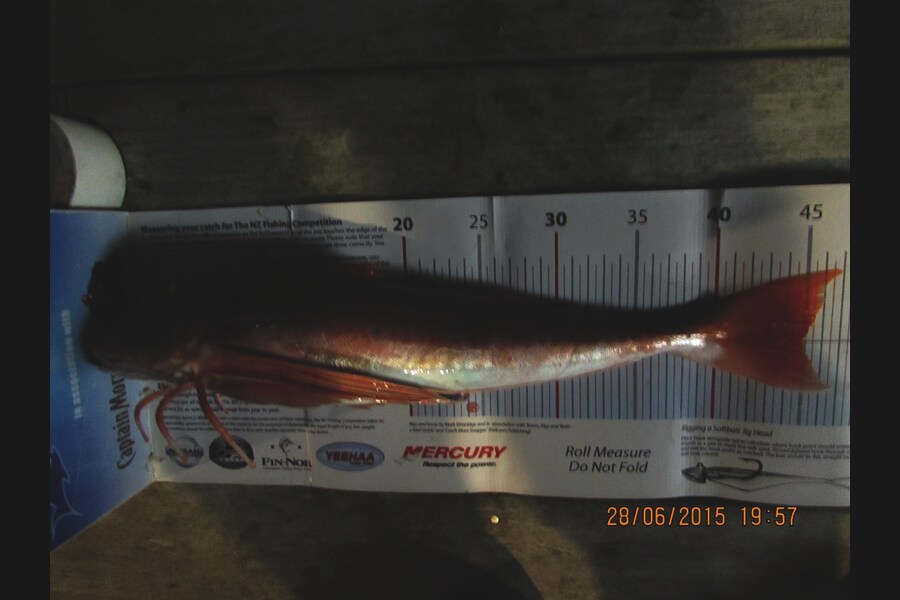 Dave Adams caught this 45cm Gurnard at Kaipara during The Export NZ Fishing Competition