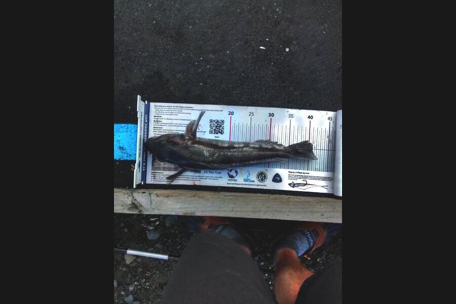 Jay Harland caught this 40.5cm Blue Cod at Wellington harbour during The Export NZ Fishing Competition