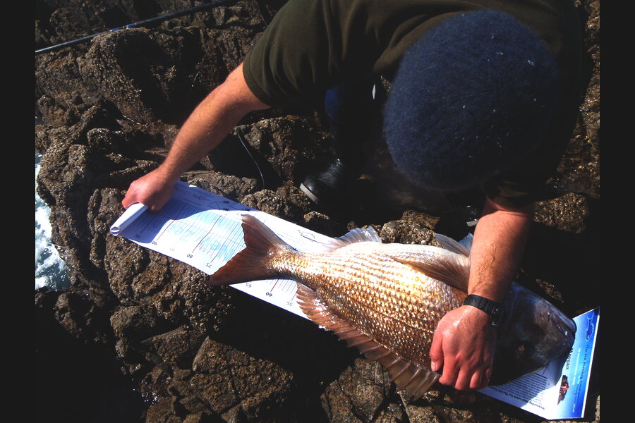 Tom Hatfull caught this 70.0cm Snapper at Kawau during The Export NZ Fishing Competition