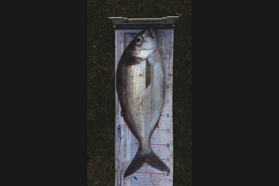 Gavin Henderson caught this 46.5cm Tarakihi at kapiti during The Export NZ Fishing Competition