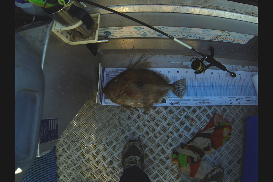 Brian  Gallogly caught this 44.0cm John Dory at Waiheke Is during The Export NZ Fishing Competition