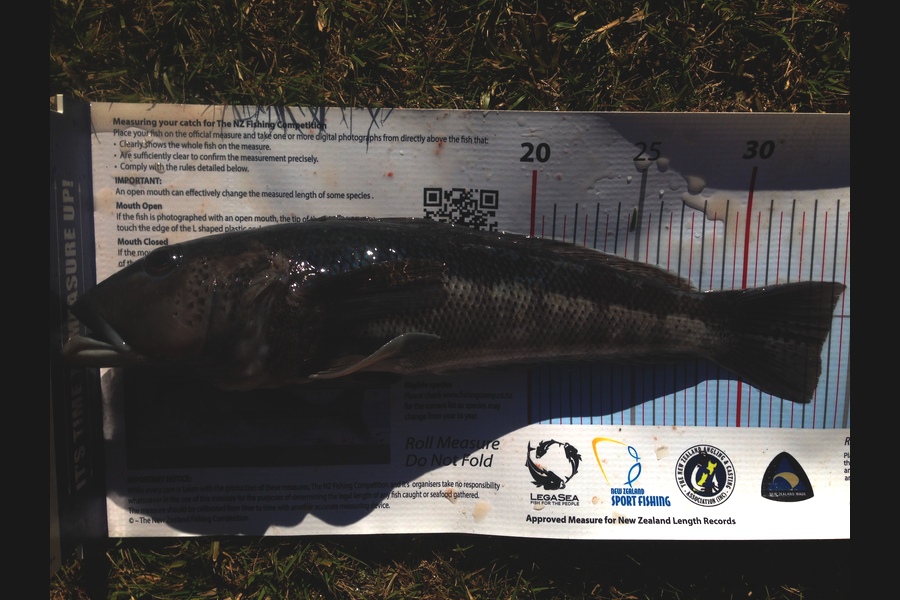 Ian Pedersen caught this 33.5cm Blue Cod at Pukehina BOP during The Export NZ Fishing Competition