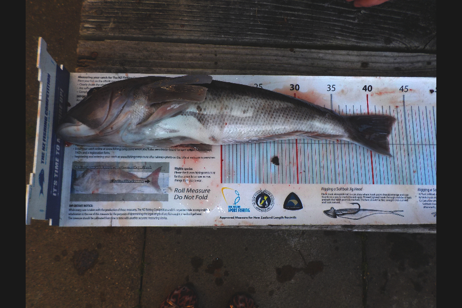 Chris Newton caught this 42.5cm Blue Cod at Bluff during The Export NZ Fishing Competition