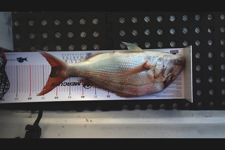 Gerry Bakker caught this 52.0cm Snapper at Deadmans Point during The Export NZ Fishing Competition