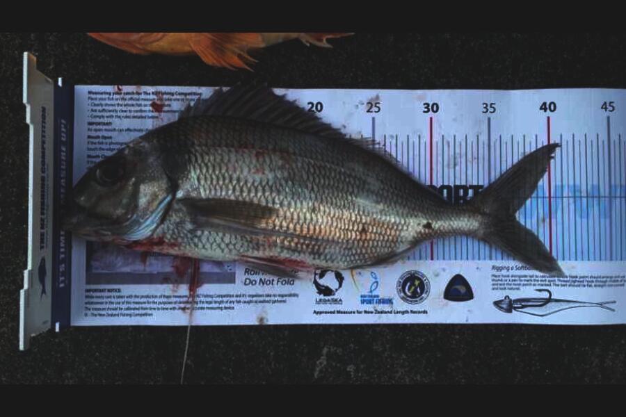 Joanne Mitchell caught this 37.0cm Tarakihi at Whangamata  during The Export NZ Fishing Competition