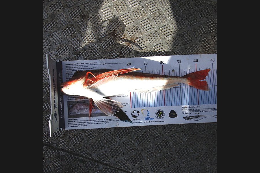 michael Parker caught this 42.5cm Gurnard at Manukau during The Export NZ Fishing Competition