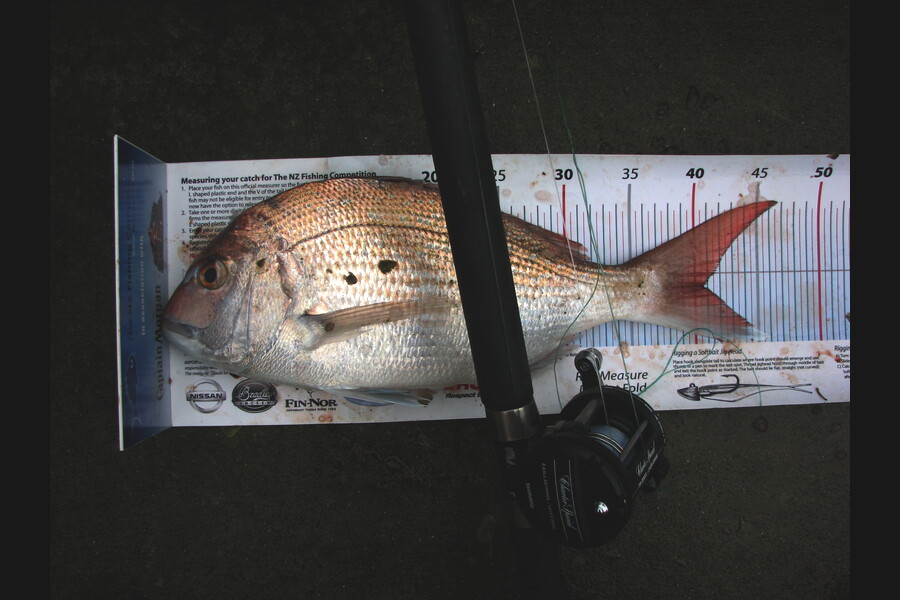 Graeme Mckay caught this 40.5cm Snapper at Gisborne during The Export NZ Fishing Competition