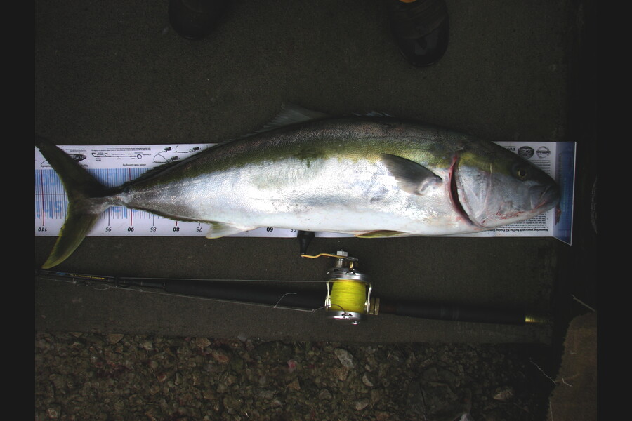 Graeme Mckay caught this 104.0cm Kingfish at Gisborne during The Export NZ Fishing Competition