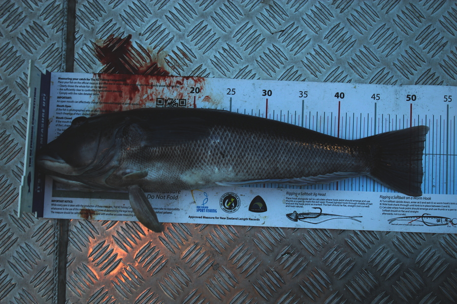 Mark Cotton caught this 51.5cm Blue Cod at D'urville Island during The Export NZ Fishing Competition