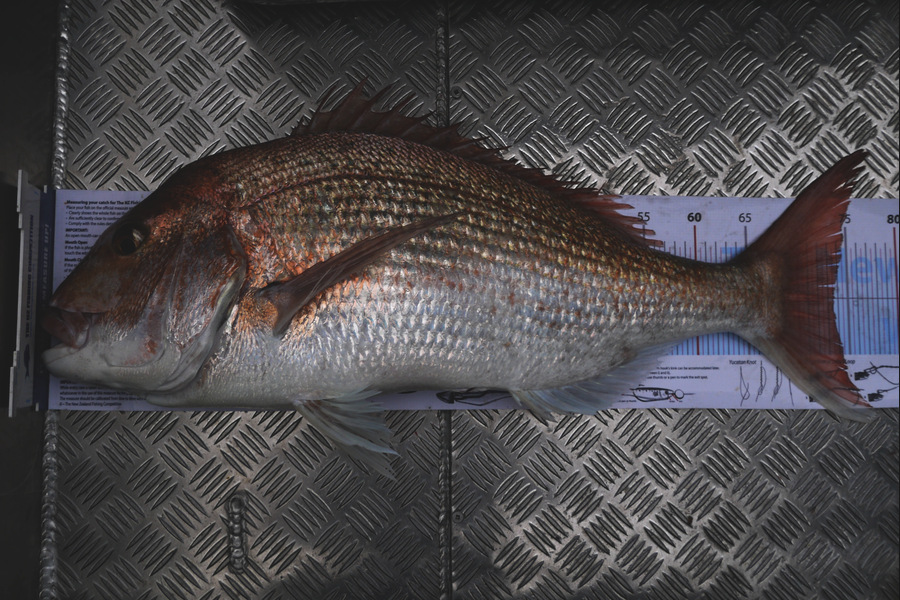 Jesse Crasborn caught this 73.5cm Snapper at D'Urville Island during The Export NZ Fishing Competition