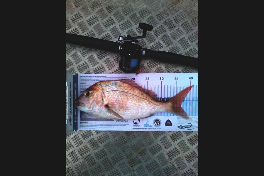 Lorraine Pryor caught this 36.5cm Snapper at hauraki gulf during The Export NZ Fishing Competition