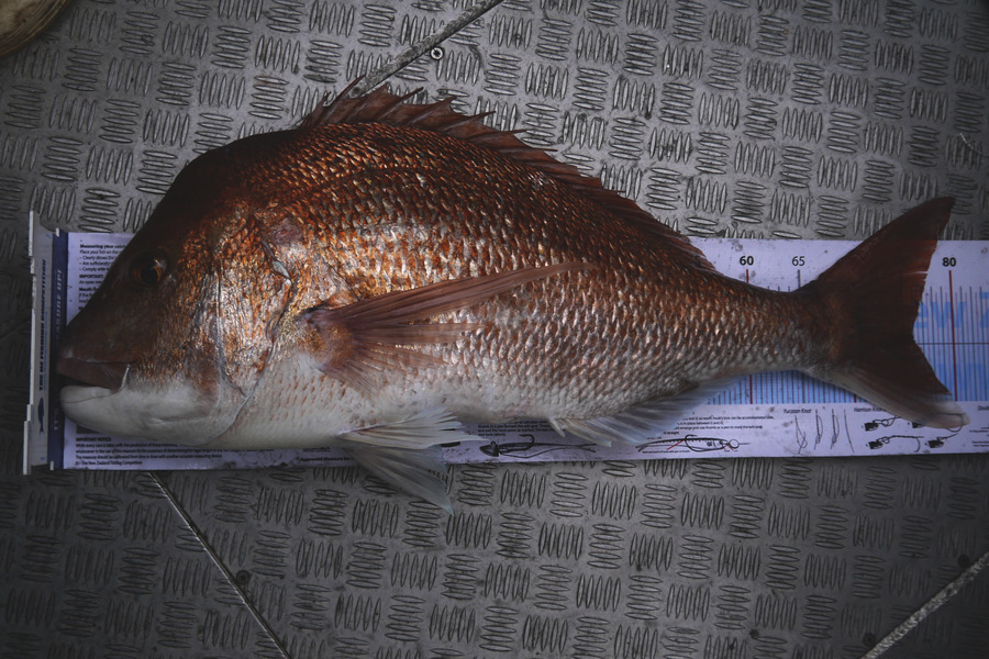 Jesse Crasborn caught this 75.5cm Snapper at D'Urville Island during The Export NZ Fishing Competition