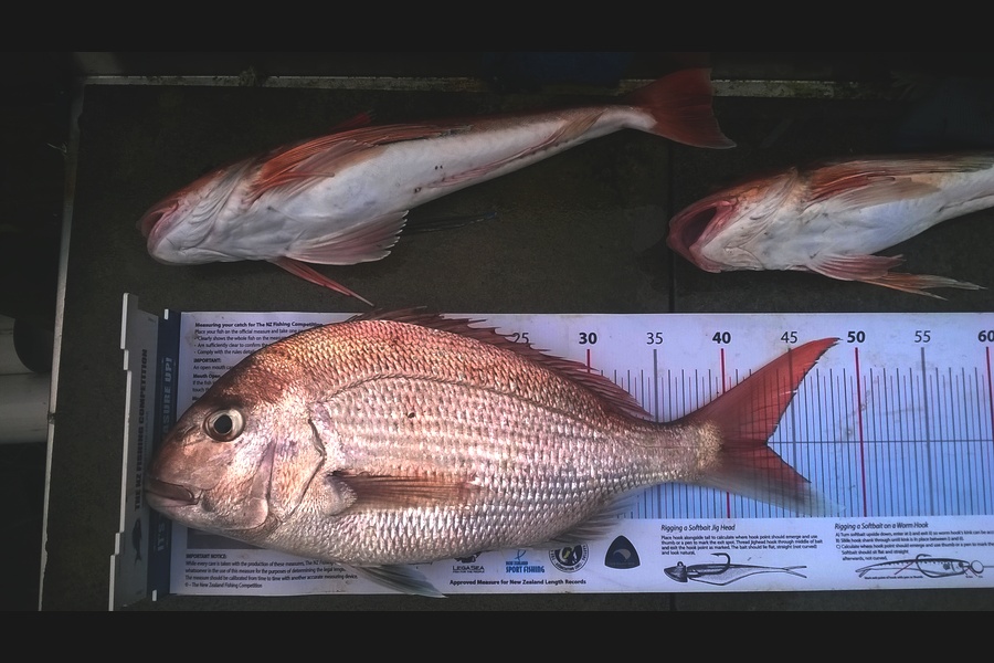 Graeme Johnson caught this 43.0cm Snapper at Kaipara during The Export NZ Fishing Competition