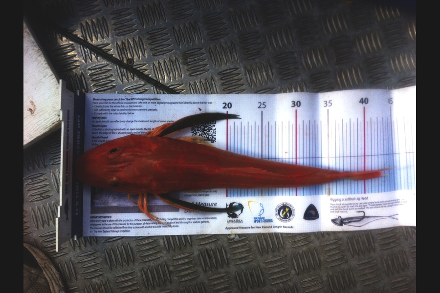 Matt Harrison caught this 42.0cm Gurnard at Tutakaka during The Export NZ Fishing Competition