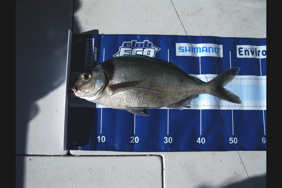 Caleb Lambert caught this 47.5cm Tarakihi at Bream Bay Whangarei during The Export NZ Fishing Competition