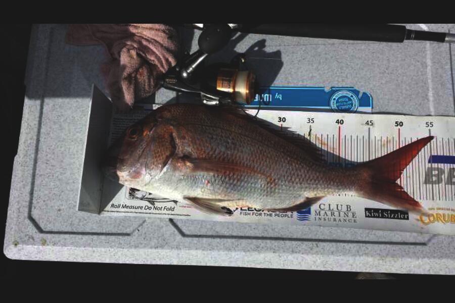Duncan Quirk caught this 49.0cm Snapper at Gulf Harbour  during The Export NZ Fishing Competition