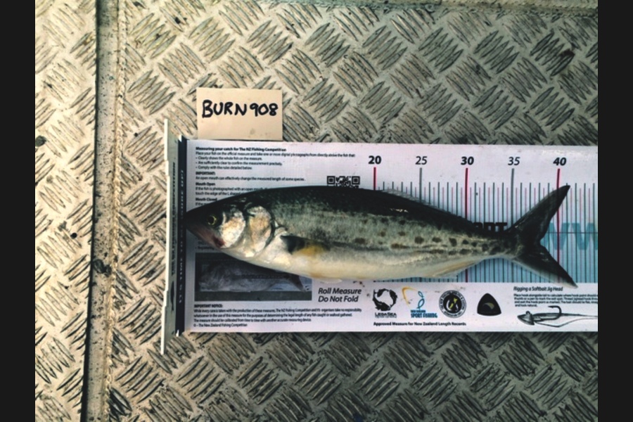 Damian Dallow  caught this 38.0cm Kahawai at Waiheke during The Export NZ Fishing Competition