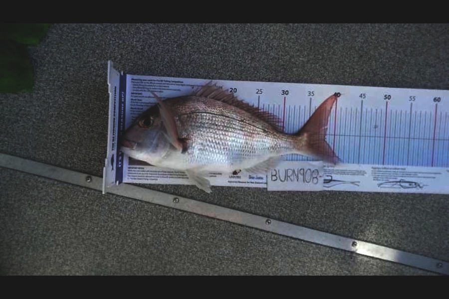 Henry McGarry caught this 38.0cm Snapper at Motuihe island  during The Export NZ Fishing Competition