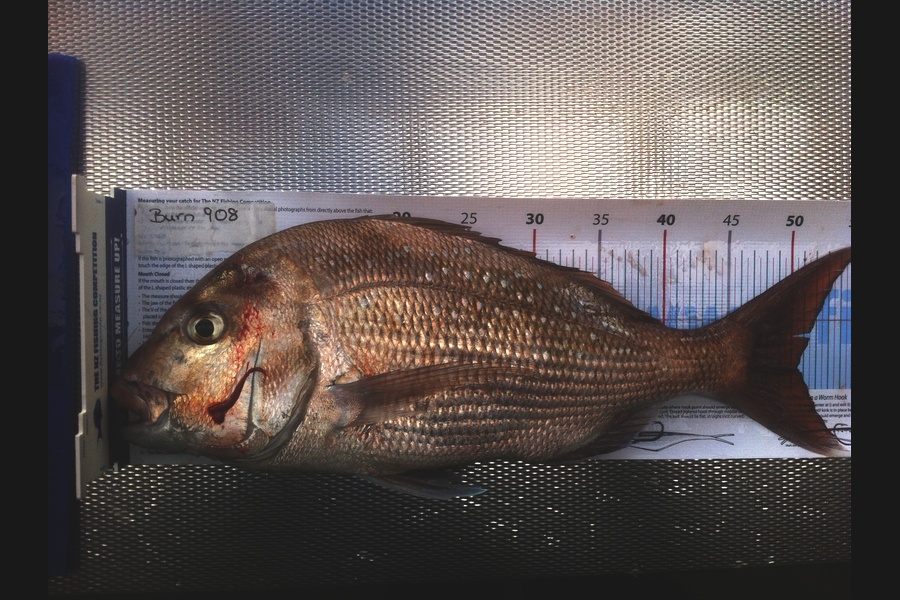 Diane Daly caught this 50.5cm Snapper at Waiheke Osland during The Export NZ Fishing Competition
