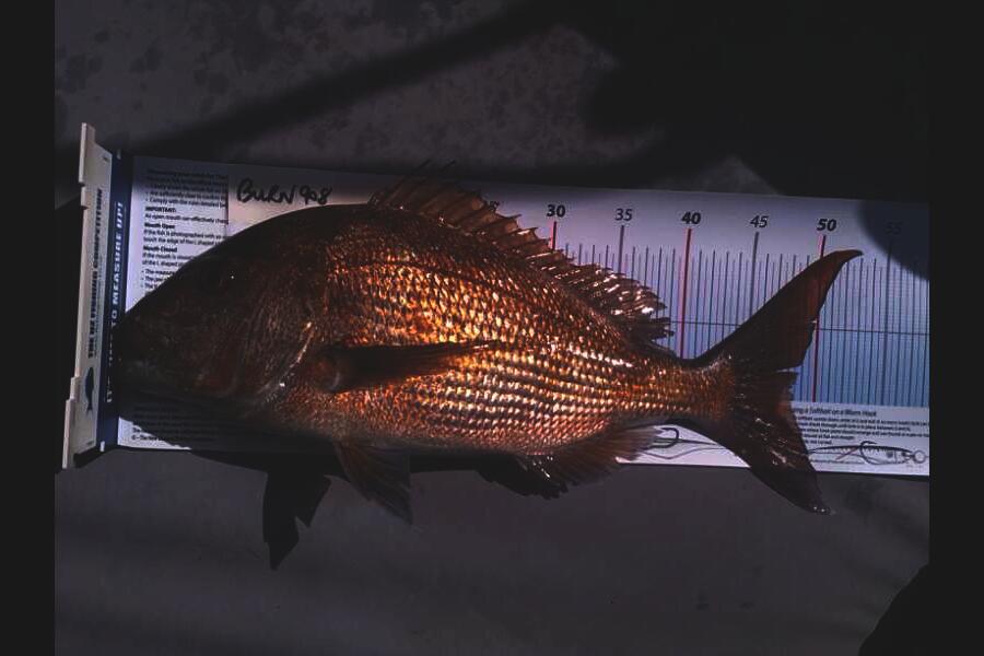 Philip Perry caught this 48.0cm Snapper at little barrier during The Export NZ Fishing Competition