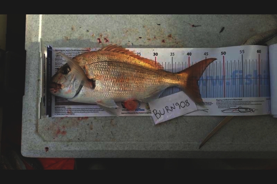 Dan McGowan caught this 42.5cm Snapper at Whangaparaoa during The Export NZ Fishing Competition